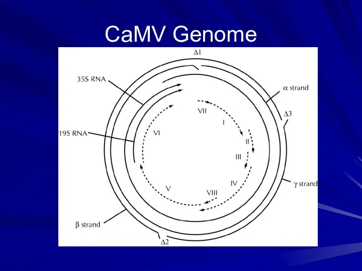 CaMV Genome