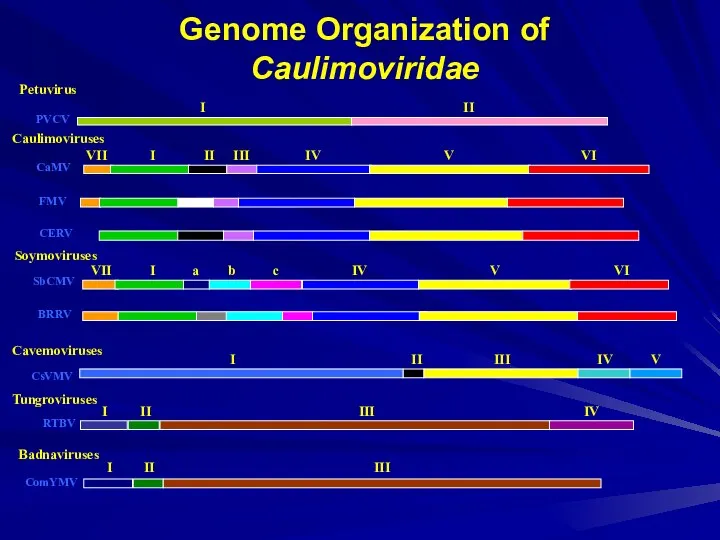 Genome Organization of Caulimoviridae CERV CsVMV PVCV Petuvirus Caulimoviruses CaMV