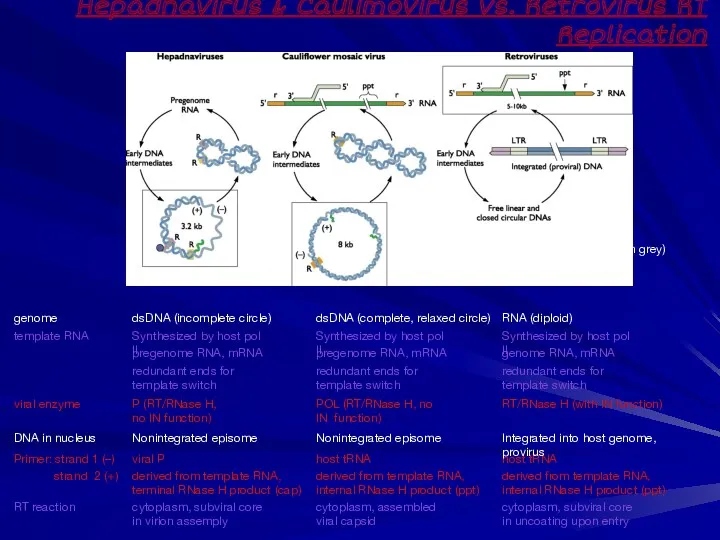 Hepadnavirus & Caulimovirus vs. Retrovirus RT Replication