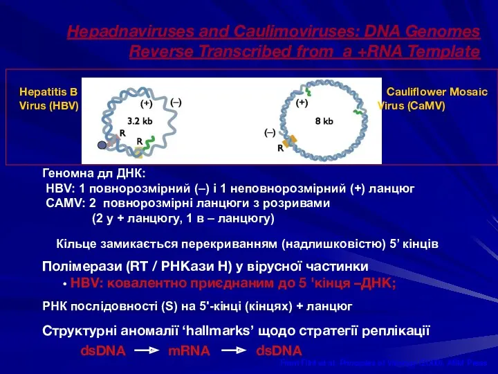 Hepadnaviruses and Caulimoviruses: DNA Genomes Reverse Transcribed from a +RNA