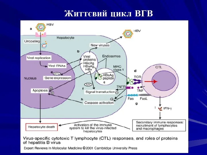 Життєвий цикл ВГВ