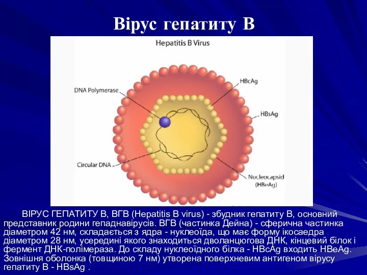 Вірус гепатиту В ВІРУС ГЕПАТИТУ В, ВГВ (Hepatitis В virus)