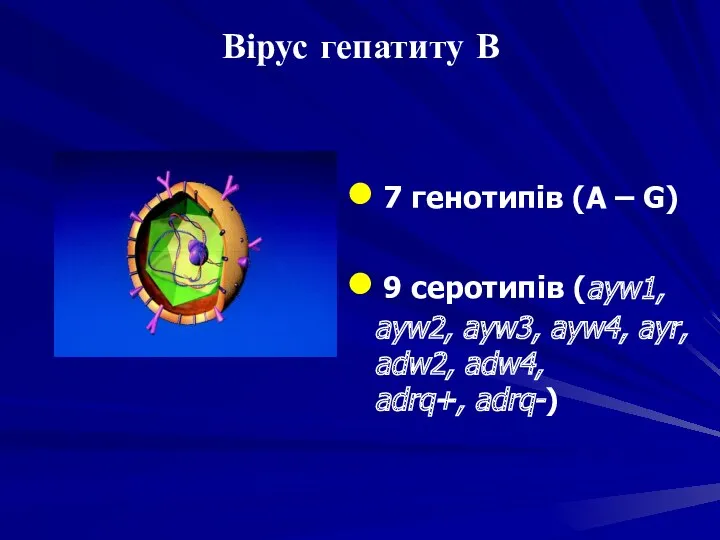 7 генотипів (A – G) 9 серотипів (ayw1, ayw2, ayw3,