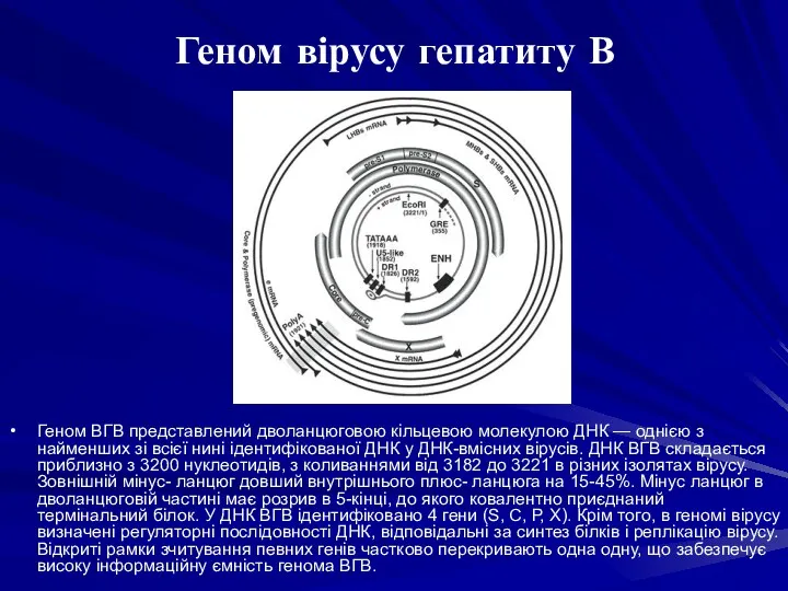 Геном ВГВ представлений дволанцюговою кільцевою молекулою ДНК — однією з