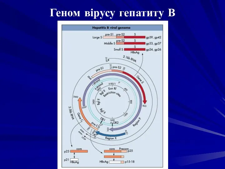 Геном вірусу гепатиту В