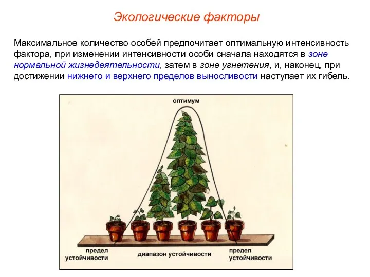 Экологические факторы Максимальное количество особей предпочитает оптимальную интенсивность фактора, при