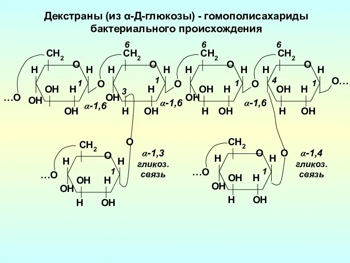 Декстраны (из α-Д-глюкозы) - гомополисахариды бактериального происхождения ОH H …О