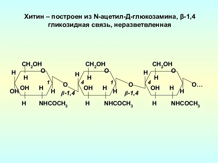 Хитин – построен из N-ацетил-Д-глюкозамина, β-1,4 гликозидная связь, неразветвленная ОH