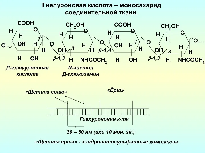 Гиалуроновая кислота – моносахарид cоединительной ткани. О H H OH