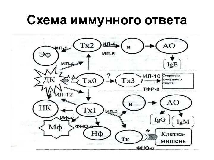 Схема иммунного ответа