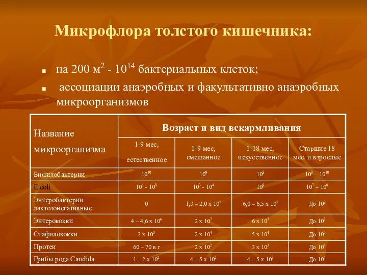 Микрофлора толстого кишечника: на 200 м2 - 1014 бактериальных клеток; ассоциации анаэробных и факультативно анаэробных микроорганизмов