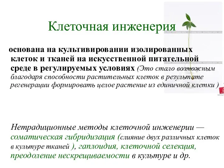 Клеточная инженерия основана на культивировании изолированных клеток и тканей на