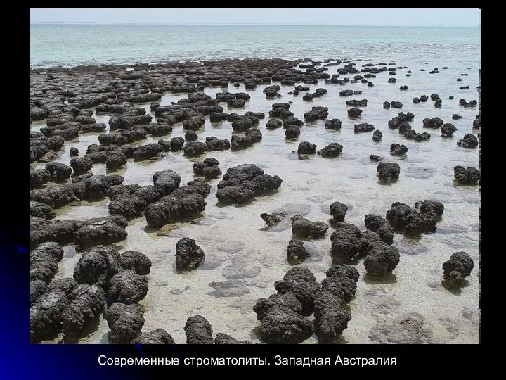 Современные строматолиты. Западная Австралия