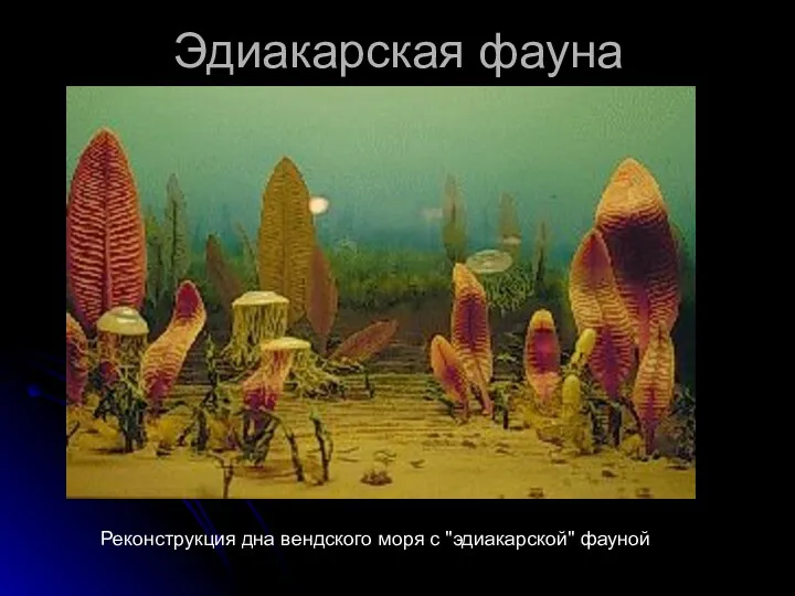 Эдиакарская фауна Реконструкция дна вендского моря с "эдиакарской" фауной