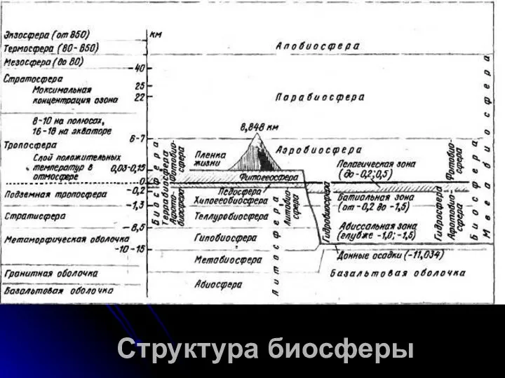 Структура биосферы