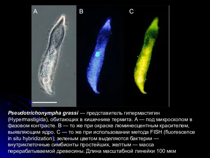 Pseudotrichonympha grassi — представитель гипермастигин (Hypermastigida), обитающих в кишечнике термита.