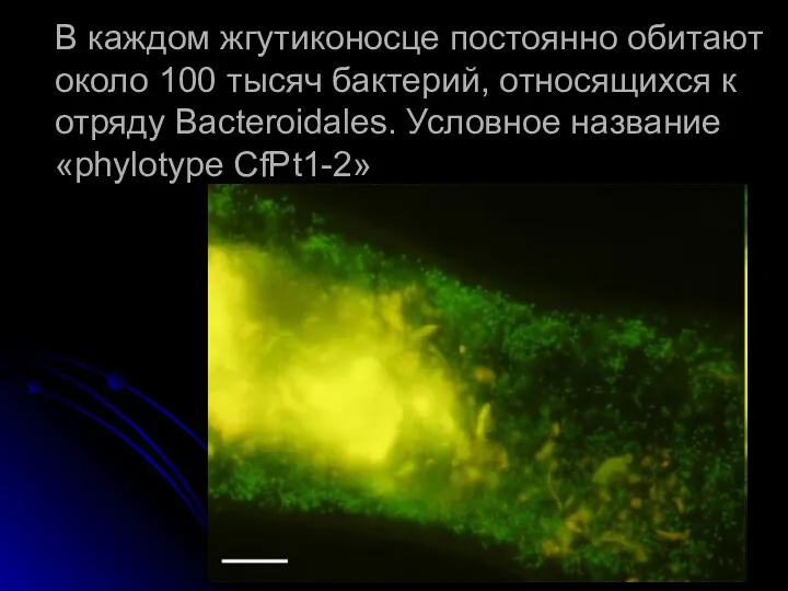 В каждом жгутиконосце постоянно обитают около 100 тысяч бактерий, относящихся