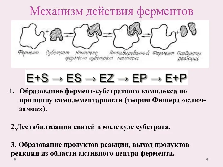 Механизм действия ферментов Образование фермент-субстратного комплекса по принципу комплементарности (теория