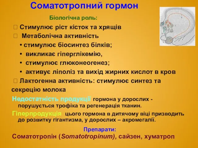 Соматотропний гормон Біологічна роль: ⮊ Стимулює ріст кісток та хрящів