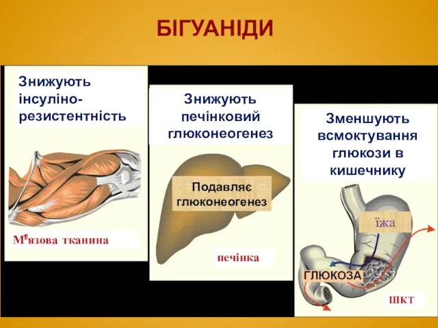 БІГУАНІДИ Знижують інсуліно-резистентність М’язова тканина печінка ШКТ Знижують печінковий глюконеогенез