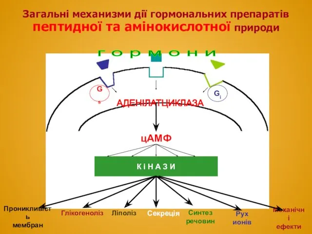 АДЕНІЛАТЦИКЛАЗА г о р м о н и цАМФ Загальні