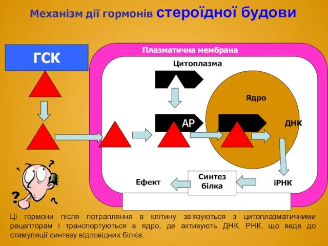 ГСК АР Механізм дії гормонів стероїдної будови Плазматична мембрана Цитоплазма