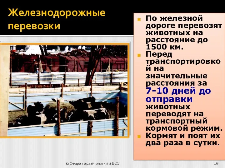 кафедра паразитологии и ВСЭ Железнодорожные перевозки По железной дороге перевозят