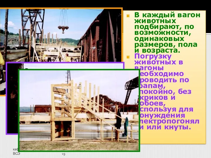 кафедра паразитологии и ВСЭ В каждый вагон животных подбирают, по