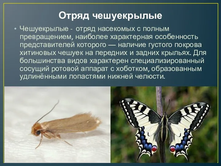 Отряд чешуекрылые Чешуекрылые - отряд насекомых с полным превращением, наиболее характерная особенность представителей