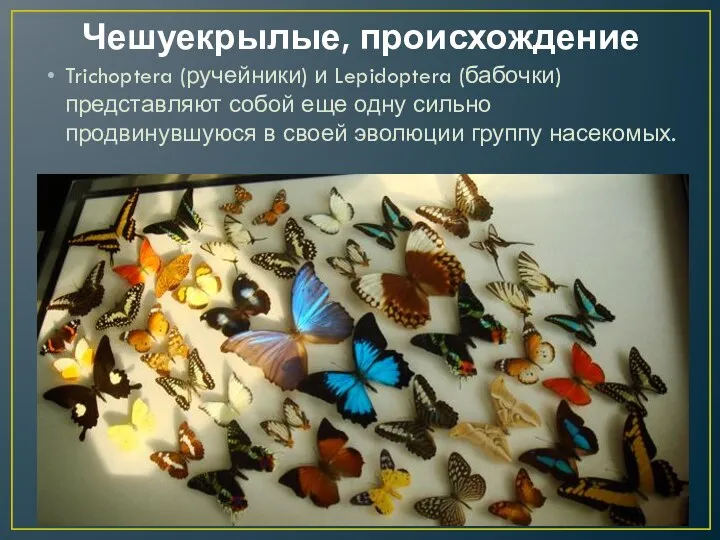 Чешуекрылые, происхождение Trichoptera (ручейники) и Lepidoptera (бабочки) представляют собой еще одну сильно продвинувшуюся
