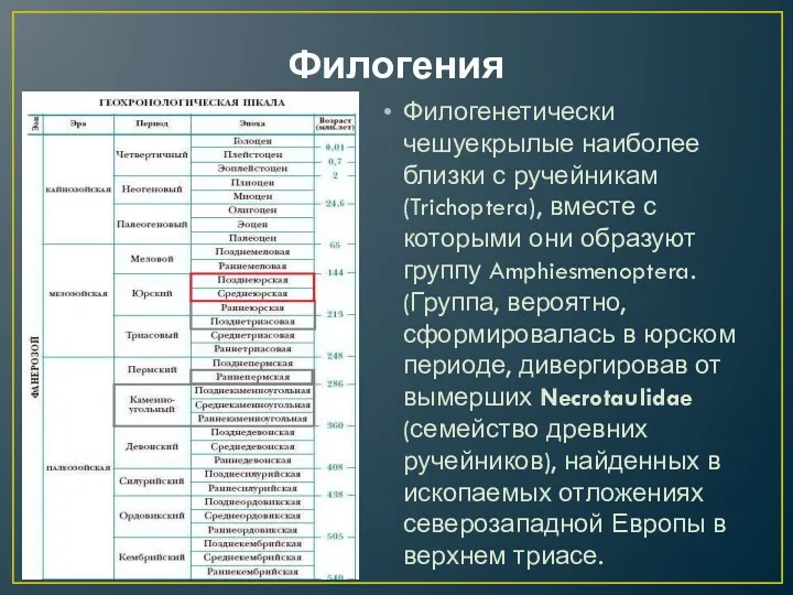 Филогения Филогенетически чешуекрылые наиболее близки с ручейникам (Trichoptera), вместе с которыми они образуют