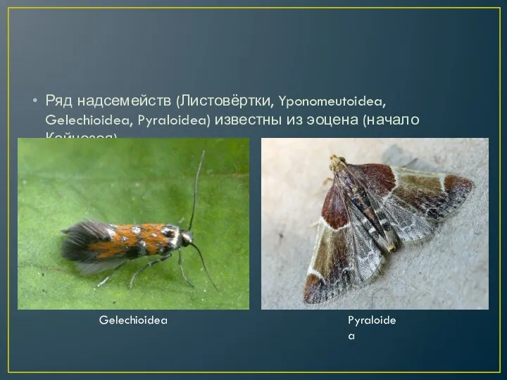 Ряд надсемейств (Листовёртки, Yponomeutoidea, Gelechioidea, Pyraloidea) известны из эоцена (начало Кайнозоя). Gelechioidea Pyraloidea