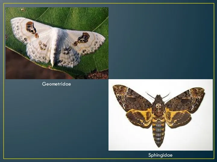 Geometridae Sphingidae