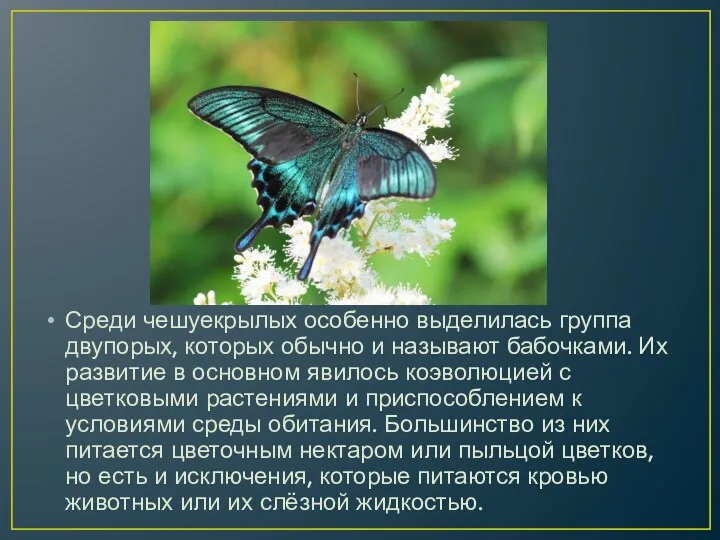 Среди чешуекрылых особенно выделилась группа двупорых, которых обычно и называют бабочками. Их развитие