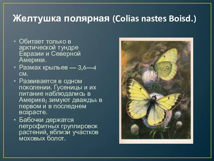 Желтушка полярная (Colias nastes Boisd.) Обитает только в арктической тундре Евразии и Северной