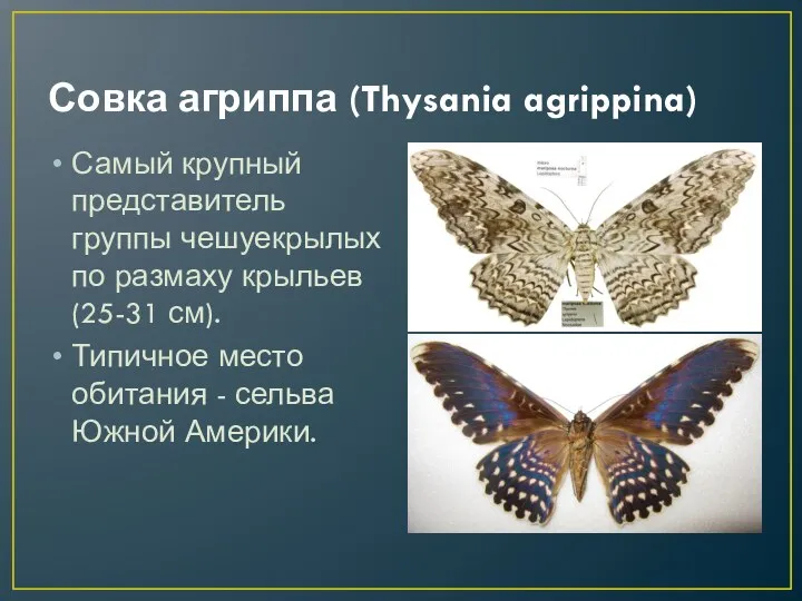 Совка агриппа (Thysania agrippina) Самый крупный представитель группы чешуекрылых по размаху крыльев (25-31
