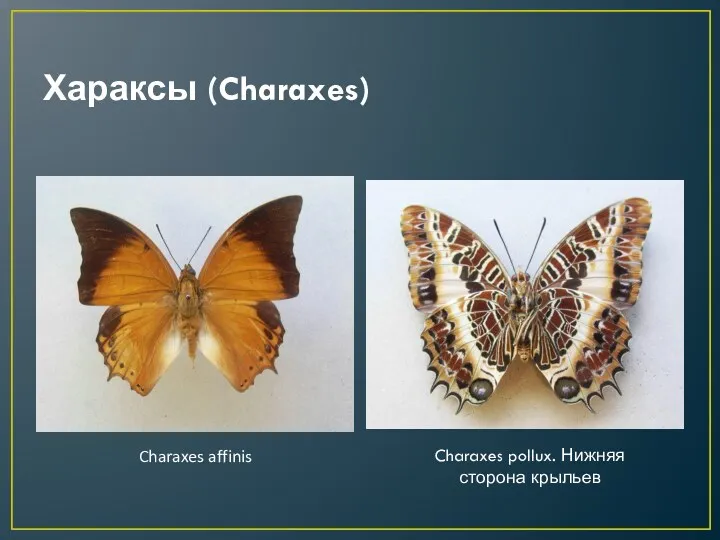 Хараксы (Charaxes) Charaxes affinis Charaxes pollux. Нижняя сторона крыльев