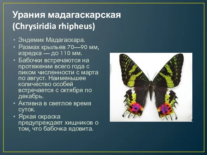 Урания мадагаскарская (Chrysiridia rhipheus) Эндемик Мадагаскара. Размах крыльев 70—90 мм, изредка — до