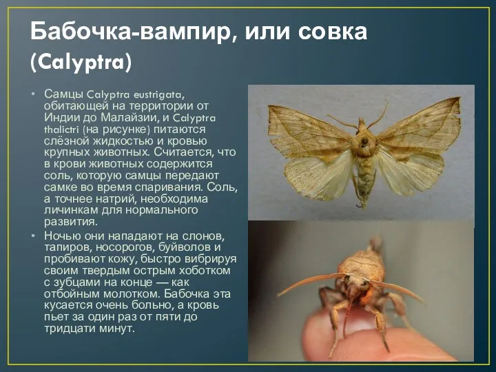 Бабочка-вампир, или совка (Calyptra) Самцы Calyptra eustrigata, обитающей на территории от Индии до