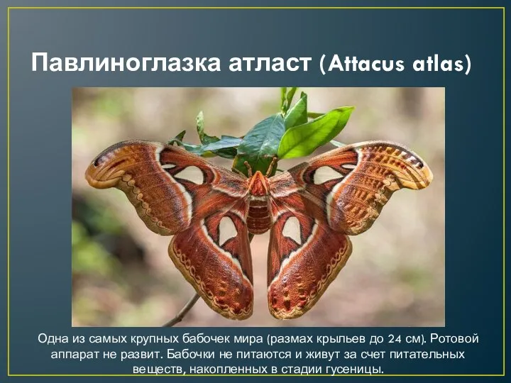 Павлиноглазка атласт (Attacus atlas) Одна из самых крупных бабочек мира