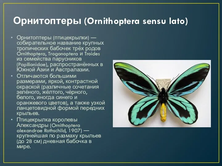Орнитоптеры (Ornithoptera sensu lato) Орнитоптеры (птицекрылки) — собирательное название крупных тропических бабочек трёх