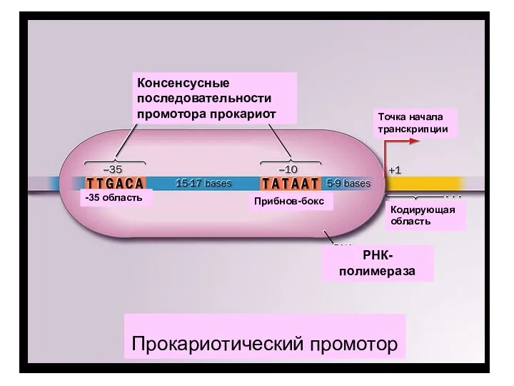 Консенсусные последовательности промотора прокариот -35 область Прибнов-бокс Точка начала транскрипции Кодирующая область РНК-полимераза Прокариотический промотор