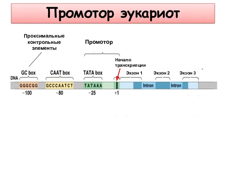 Проксимальные контрольные элементы Промотор Начало транскрипции Экзон 1 Экзон 2 Экзон 3 РНК Промотор эукариот