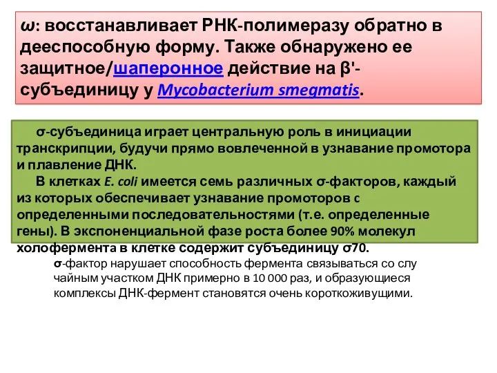 ω: восстанавливает РНК-полимеразу обратно в дееспособную форму. Также обнаружено ее