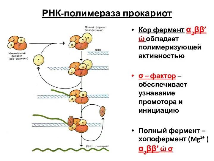 РНК-полимераза прокариот Кор фермент α2ββ’ώ обладает полимеризующей активностью σ – фактор – обеспечивает