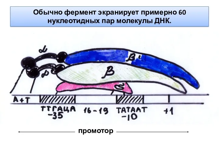 промотор Обычно фермент экранирует примерно 60 нуклеотидных пар молекулы ДНК.