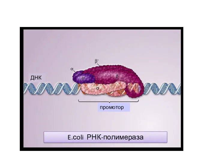ДНК промотор E.сoli РНК-полимераза