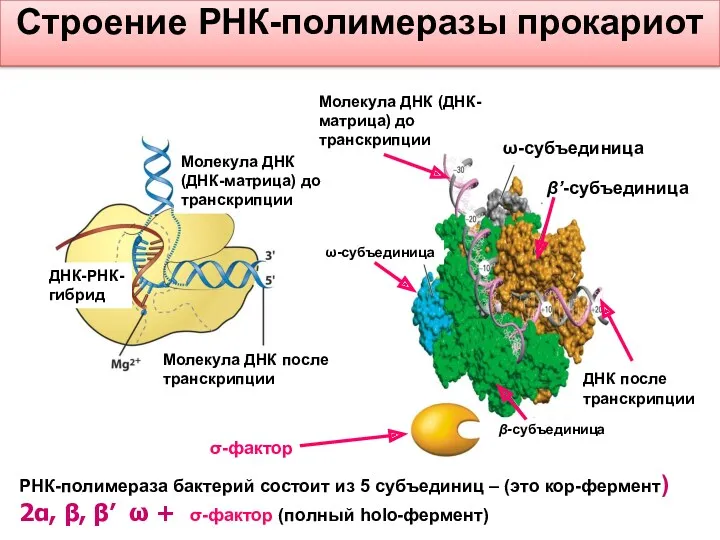 РНК-полимераза бактерий состоит из 5 субъединиц – (это кор-фермент) 2α, β, β’ ω