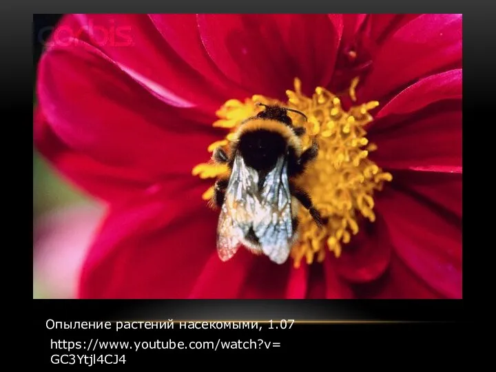 Опыление растений насекомыми, 1.07 https://www.youtube.com/watch?v=GC3Ytjl4CJ4