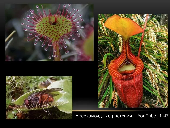 Насекомоядные растения – YouTube, 1.47